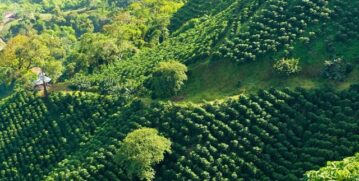 coffee trees